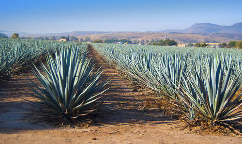 Agave Nectar, Powder & Inulin